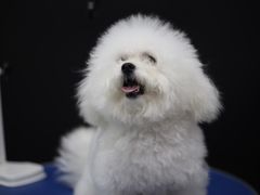 -瑞鹏宠物医院犬猫全科(真大分院)