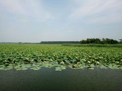 -微山湖红荷湿地景区