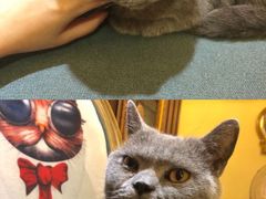 -more than meow吴止猫主题餐厅(承德 中船汇店)