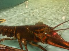 -西贝海鲜汇(槐安路店)