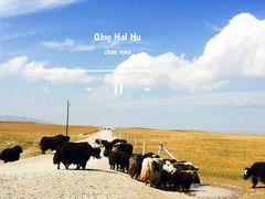 -青海湖国家重点风景名胜区