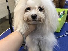 -PETKIT小佩宠物(古北店)