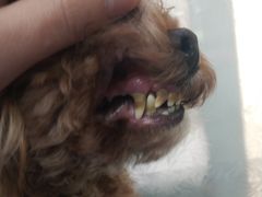 -北京观赏动物医院·24小时大型综合·猫专科·异宠专科