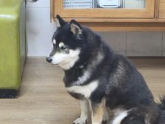 -是阿柴呀！柴犬咖啡·爱喵喵猫咖