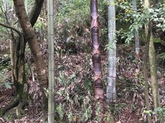 -赤水丹霞旅游区·佛光岩