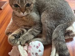 -楼上猫咖(罗湖店)