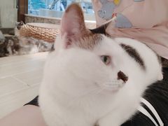 -momokira米努特·德文卷毛猫·棉花面纱犬