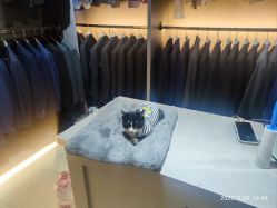 -ChenV西服礼服高级定制(市区养育巷店)