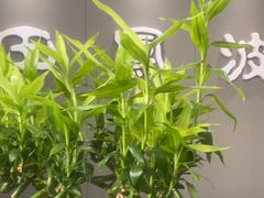 -田凤波推拿.按摩养生(幸福店)