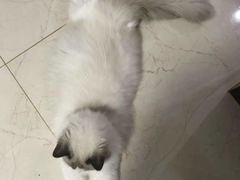 -东方名猫馆·英短金渐层布偶猫舍(环线广场1号楼店)