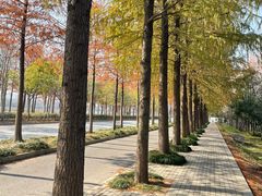 -上海长兴岛郊野公园