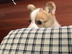 -翊宠yipet猫狗购宠庄园犬舍•猫舍