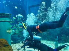 -海合安武汉极地海洋公园