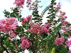 -上海共青森林公园