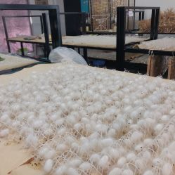 -太湖雪蚕桑文化园