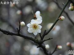 -香雪海