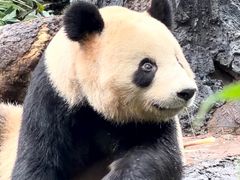 -中国大熊猫保护研究中心雅安碧峰峡基地