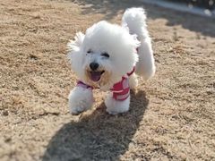 -趣玩宠物乐园寄养训犬训狗游泳池
