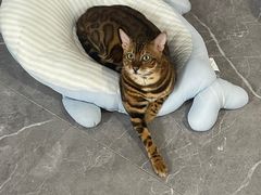 -喵zoo家庭繁育猫舍(尖东智能花园店)