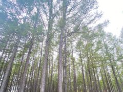 -塞罕坝国家级自然保护区