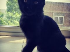 -瑞派福兴宠物医院犬猫全科·骨科·中西医结合(河东店)