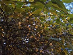 -西安化觉巷清真大寺