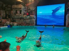 -芜湖新华联大白鲸海洋公园