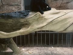 -黔灵山公园