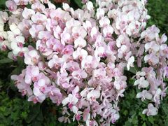 -兰陵国家农业公园