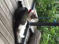 iphone_upload_pic-海边的猫和咖啡馆
