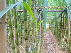 -光明小镇欢乐田园