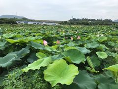 -光明小镇欢乐田园