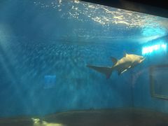 -北戴河圣蓝海洋公园