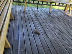 -莫尔道嘎国家森林公园