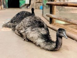 -Zoolung Zoolung动物主题公园(海信广场店)