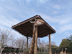 -上海野生动物园