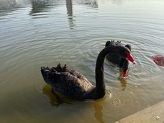 -盐城丹顶鹤湿地生态旅游区