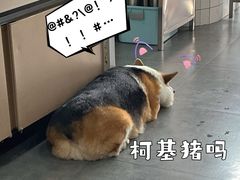 -老四川平头酸菜鱼(衙前店)