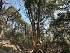 -上海佘山国家森林公园天马山园