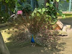 -哈尔滨北方森林动物园