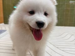 -帕帕拉兹宠物(亚洲旗舰店)