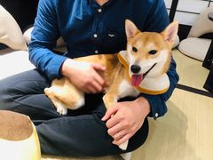 -逗柴咖啡屋·狗咖猫咖宠物桌游