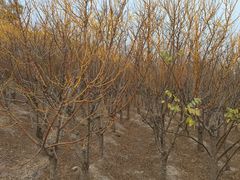 -天津东丽湖风景区