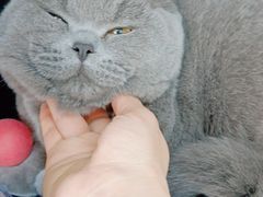 -小叮当动物医院·骨科·眼科