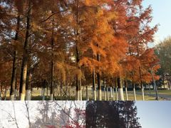 -滨湖塘西河公园