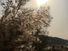 -北京麋鹿生态实验中心