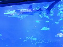 -烟台海昌鲸鲨海洋公园