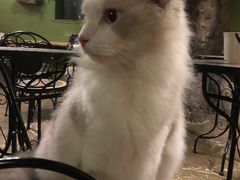 -猫猫幼稚园·撸猫·桌游·电玩