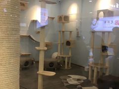 -猫冇咖·家门口的撸猫馆(大融城店)