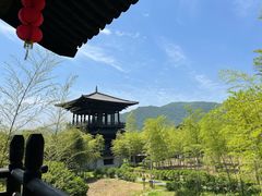 -大唐贡茶院